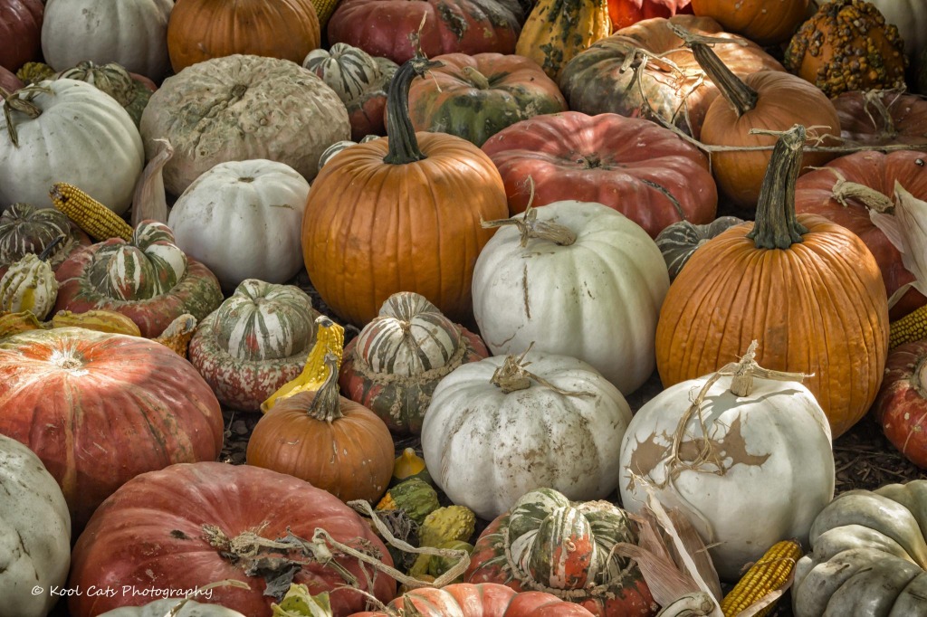 Myriad Botanical Gardens, Pumpkinville Festival jigsaw puzzle in Fruits & Veggies puzzles on TheJigsawPuzzles.com