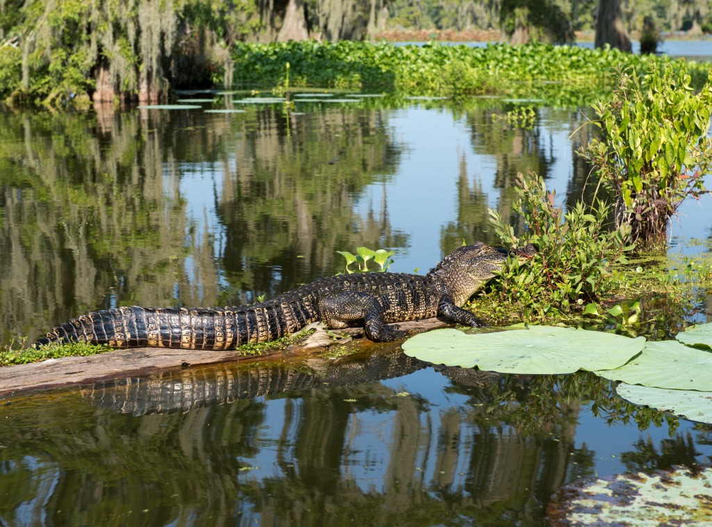 Chillin' Alligator jigsaw puzzle in Animals puzzles on TheJigsawPuzzles.com