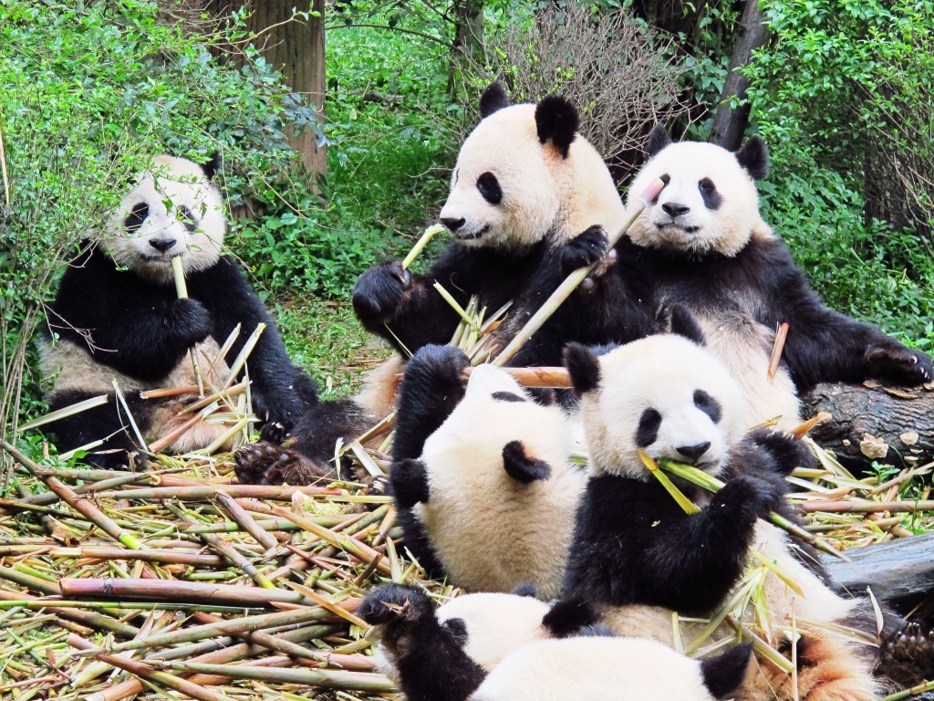 Pandas jigsaw puzzle in Animals puzzles on TheJigsawPuzzles.com