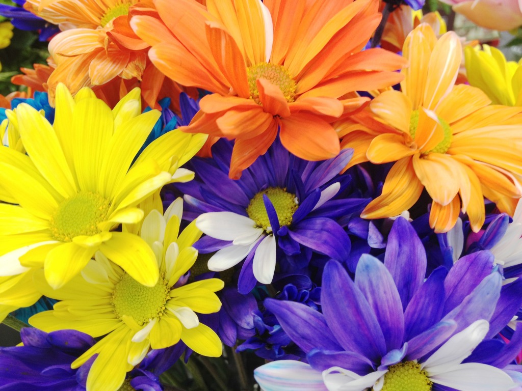 Colorful Flowers jigsaw puzzle in Puzzle of the Day puzzles on TheJigsawPuzzles.com