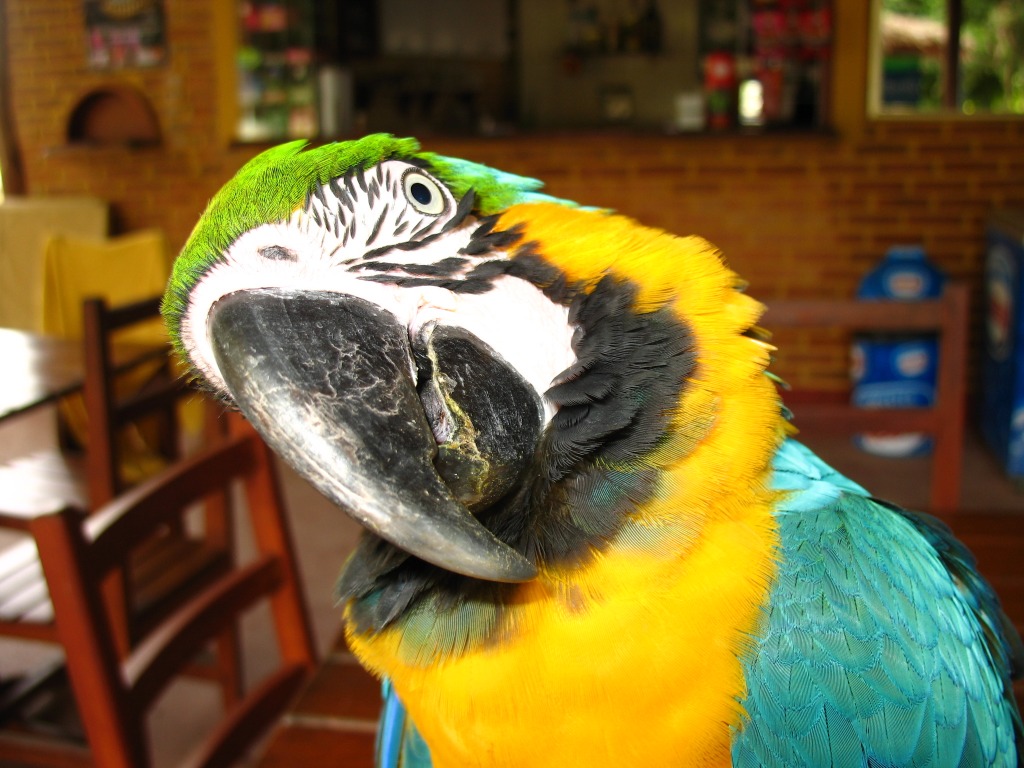 Macaw in Bonito, Brazil jigsaw puzzle in Puzzle of the Day puzzles on TheJigsawPuzzles.com