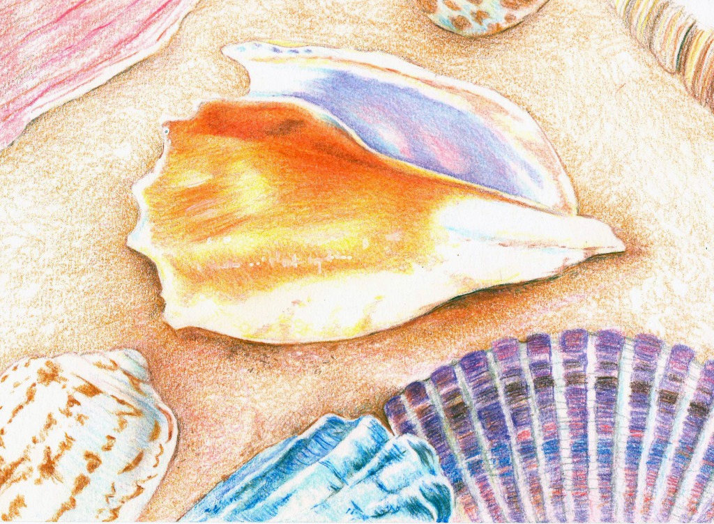 Sea Shells jigsaw puzzle in Puzzle of the Day puzzles on TheJigsawPuzzles.com