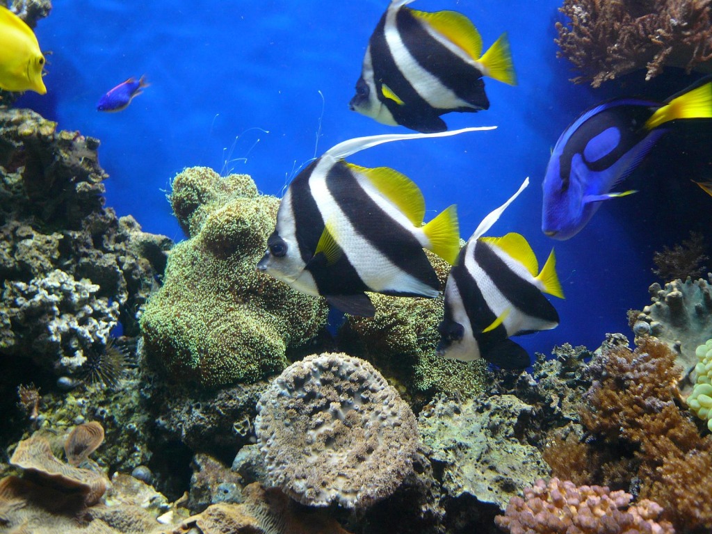 Moorish Idol, Monterey Bay Aquarium jigsaw puzzle in Under the Sea puzzles on TheJigsawPuzzles.com