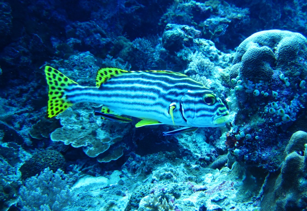Palau Diving jigsaw puzzle in Under the Sea puzzles on TheJigsawPuzzles.com