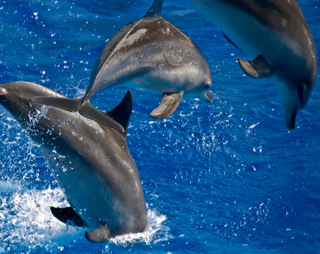 Dolphin Flight jigsaw puzzle in Animals puzzles on TheJigsawPuzzles.com