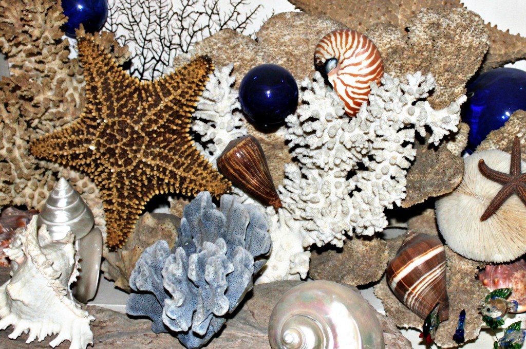 The Beauty of Shells jigsaw puzzle in Macro puzzles on TheJigsawPuzzles.com