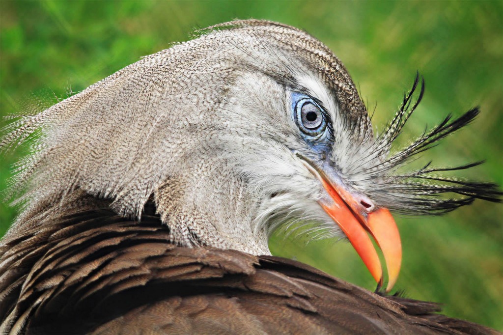 Crested Cariama jigsaw puzzle in Macro puzzles on TheJigsawPuzzles.com