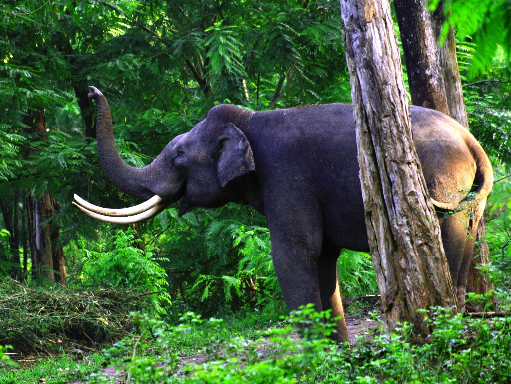 Wayanad Wildlife Sanctuary, India jigsaw puzzle in Animals puzzles on TheJigsawPuzzles.com