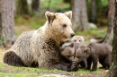 Mother Bear and Three Cubs