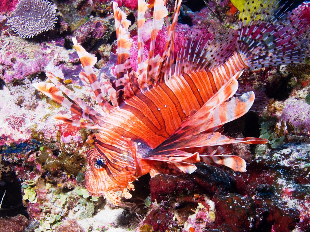 Lionfish, Taveuni Island, Fiji jigsaw puzzle in Under the Sea puzzles on TheJigsawPuzzles.com