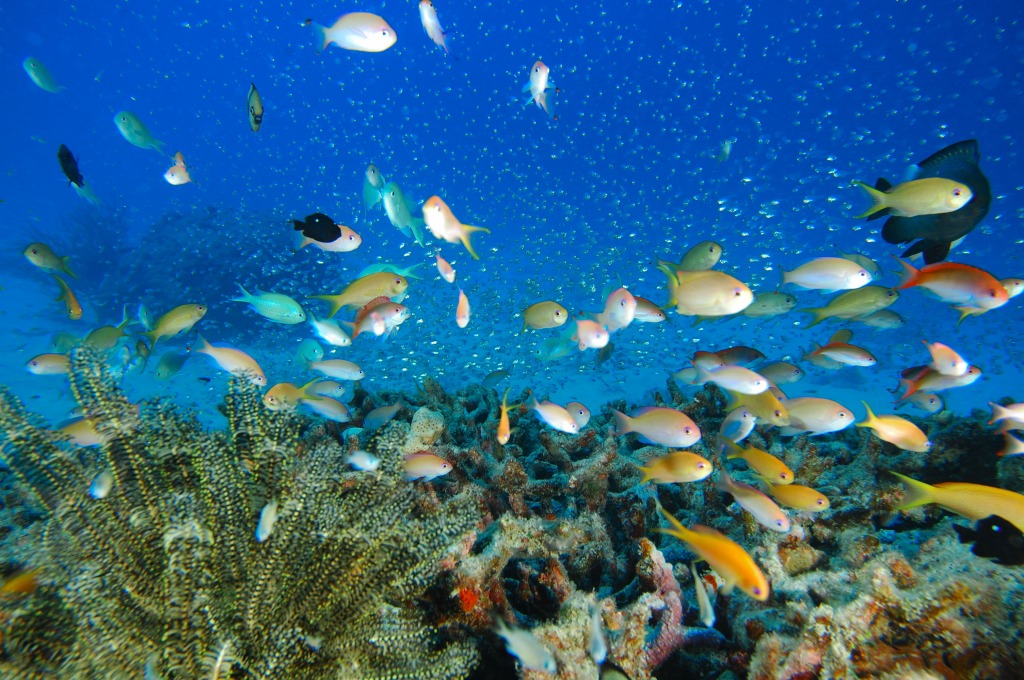 Diving in Kagoshima, Japan jigsaw puzzle in Under the Sea puzzles on TheJigsawPuzzles.com