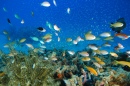 Diving in Kagoshima, Japan