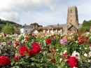 Dunster Castle Dahlias