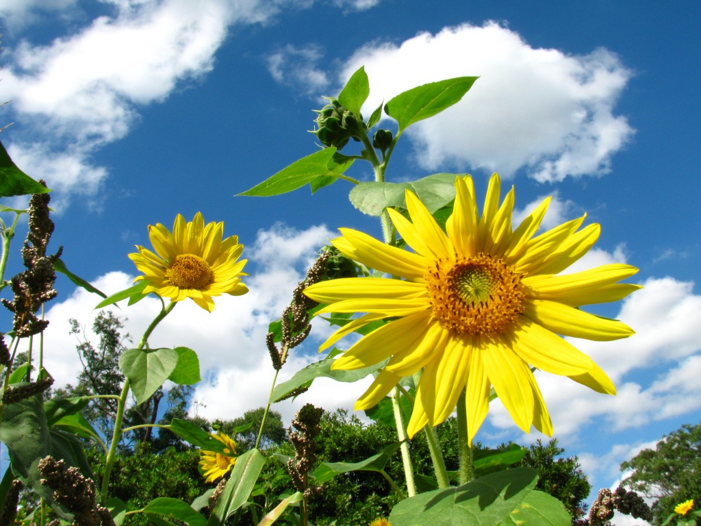 Bright Flowers and Blue Skies jigsaw puzzle in Flowers puzzles on TheJigsawPuzzles.com