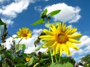 Bright Flowers and Blue Skies