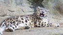 Snow Leopard