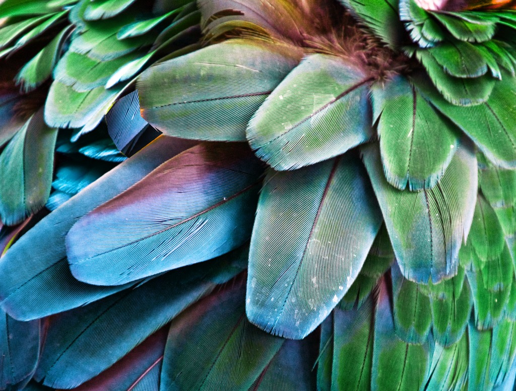 Turquoise Feathers jigsaw puzzle in Macro puzzles on TheJigsawPuzzles.com