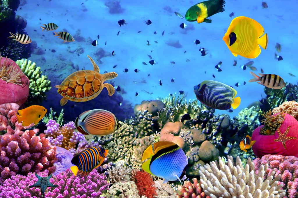 Сoral Сolony, Red Sea, Egypt jigsaw puzzle in Under the Sea puzzles on TheJigsawPuzzles.com