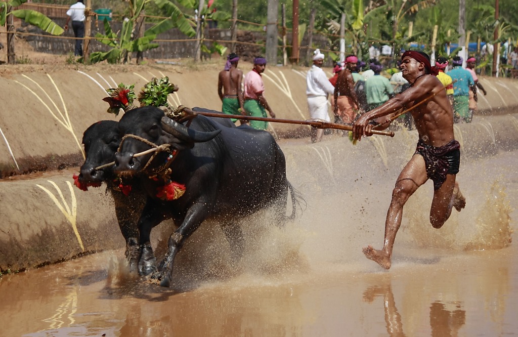 Traditional Indian Buffalo Race jigsaw puzzle in People puzzles on TheJigsawPuzzles.com