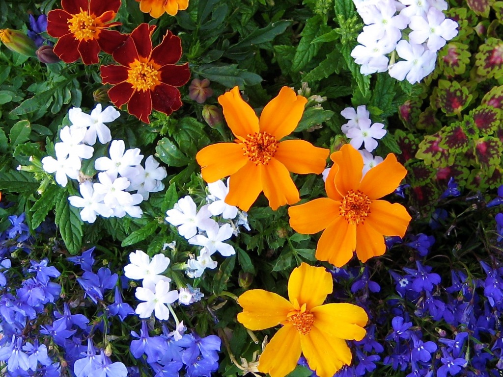 Flower Pot jigsaw puzzle in Flowers puzzles on TheJigsawPuzzles.com