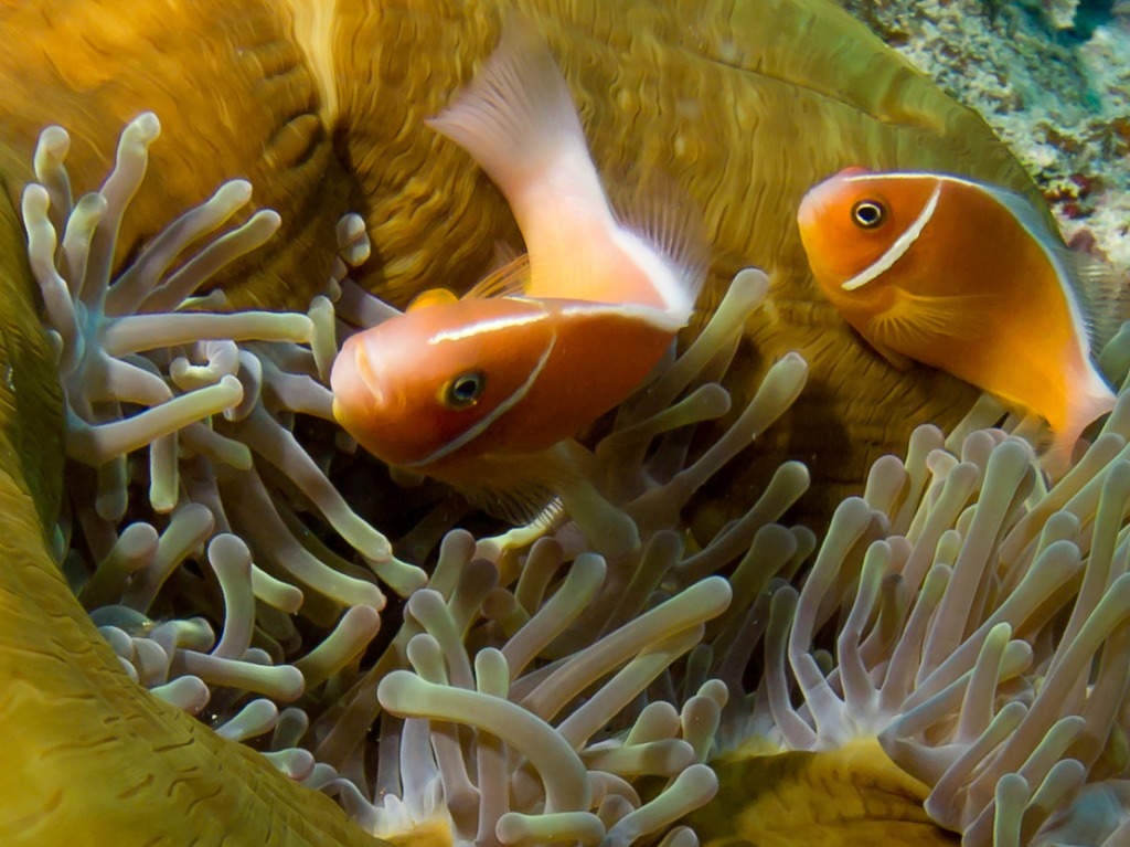 Anemonefish, Taveuni, Fiji jigsaw puzzle in Under the Sea puzzles on TheJigsawPuzzles.com