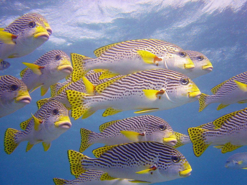 Sweetlips jigsaw puzzle in Under the Sea puzzles on TheJigsawPuzzles.com