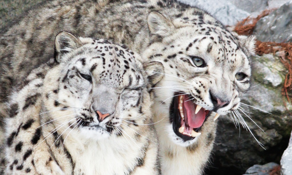 Snow Leopards jigsaw puzzle in Animals puzzles on TheJigsawPuzzles.com