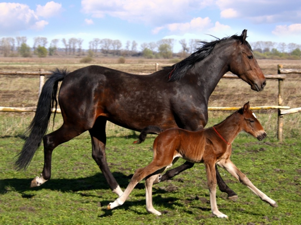 Horses jigsaw puzzle in Animals puzzles on TheJigsawPuzzles.com