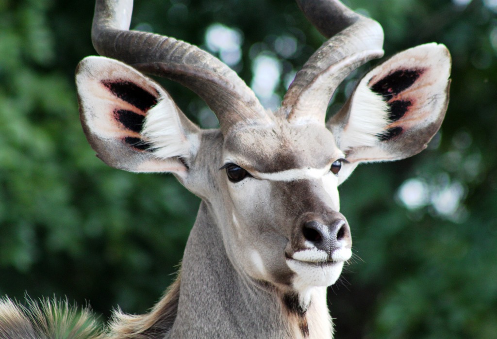 Kudu Bull, Kruger NP, South Africa jigsaw puzzle in Animals puzzles on TheJigsawPuzzles.com