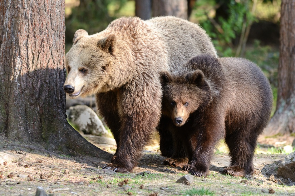 Brown Bears jigsaw puzzle in Animals puzzles on TheJigsawPuzzles.com