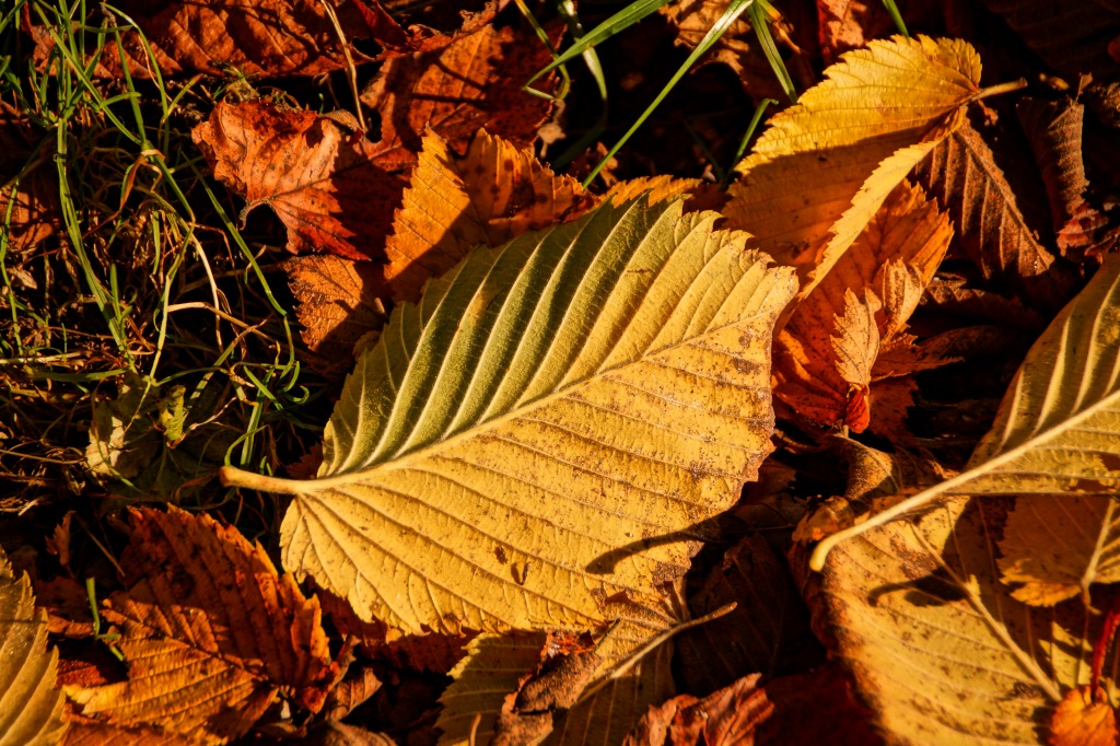 Autumn in Wallersdorf, Bavaria jigsaw puzzle in Macro puzzles on TheJigsawPuzzles.com