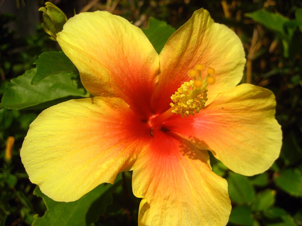 Hibiscus jigsaw puzzle in Flowers puzzles on TheJigsawPuzzles.com