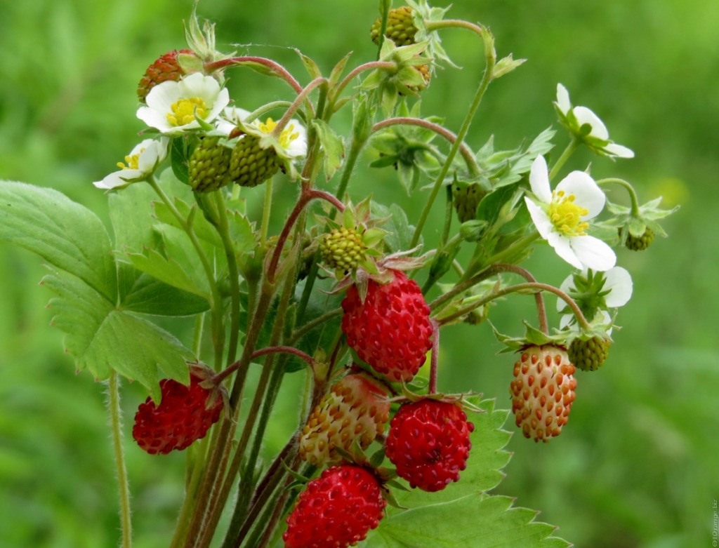 Strawberry jigsaw puzzle in Fruits & Veggies puzzles on TheJigsawPuzzles.com