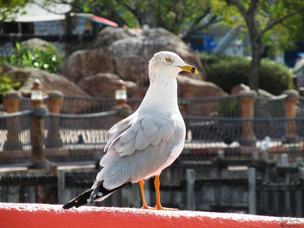 Seagull jigsaw puzzle in Animals puzzles on TheJigsawPuzzles.com