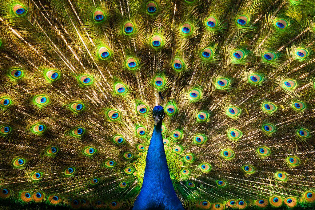 Peacock in Toronto Zoo jigsaw puzzle in Animals puzzles on TheJigsawPuzzles.com
