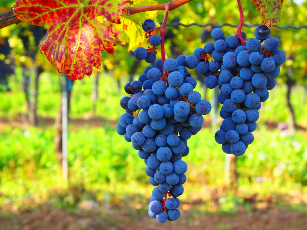 Blue Grapes, Bad Vöslau, Lower Austria jigsaw puzzle in Fruits & Veggies puzzles on TheJigsawPuzzles.com