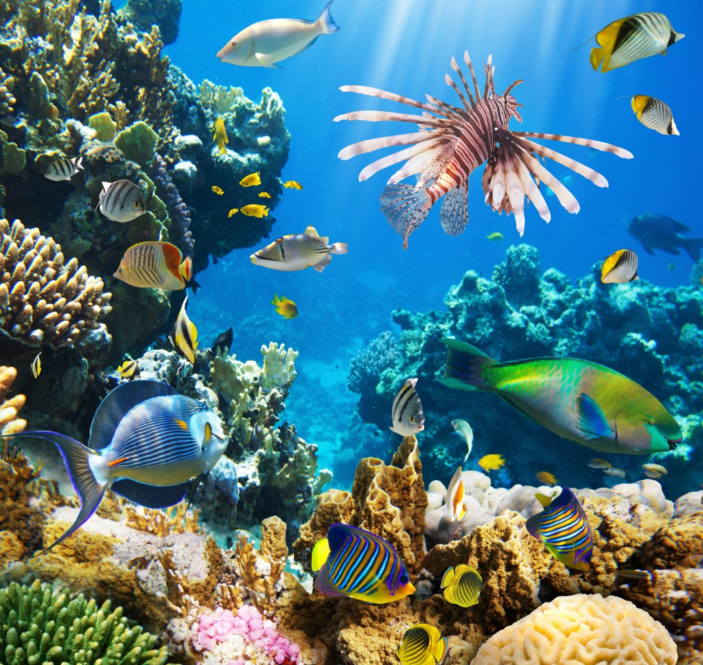 Tropical Fish on a Coral Reef jigsaw puzzle in Under the Sea puzzles on TheJigsawPuzzles.com