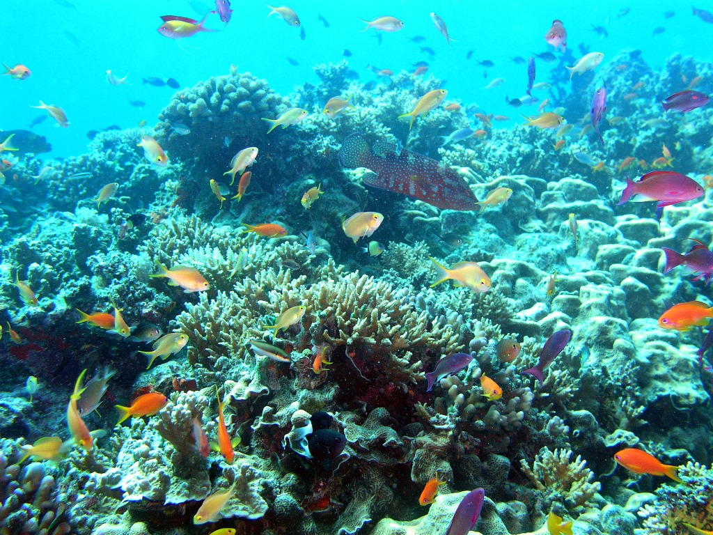Great Barrier Reef Scene jigsaw puzzle in Under the Sea puzzles on TheJigsawPuzzles.com