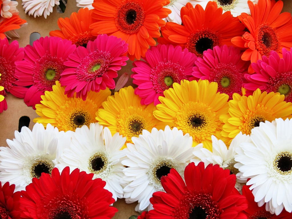 Gerbera Daisies, Castro, San Francisco jigsaw puzzle in Flowers puzzles on TheJigsawPuzzles.com