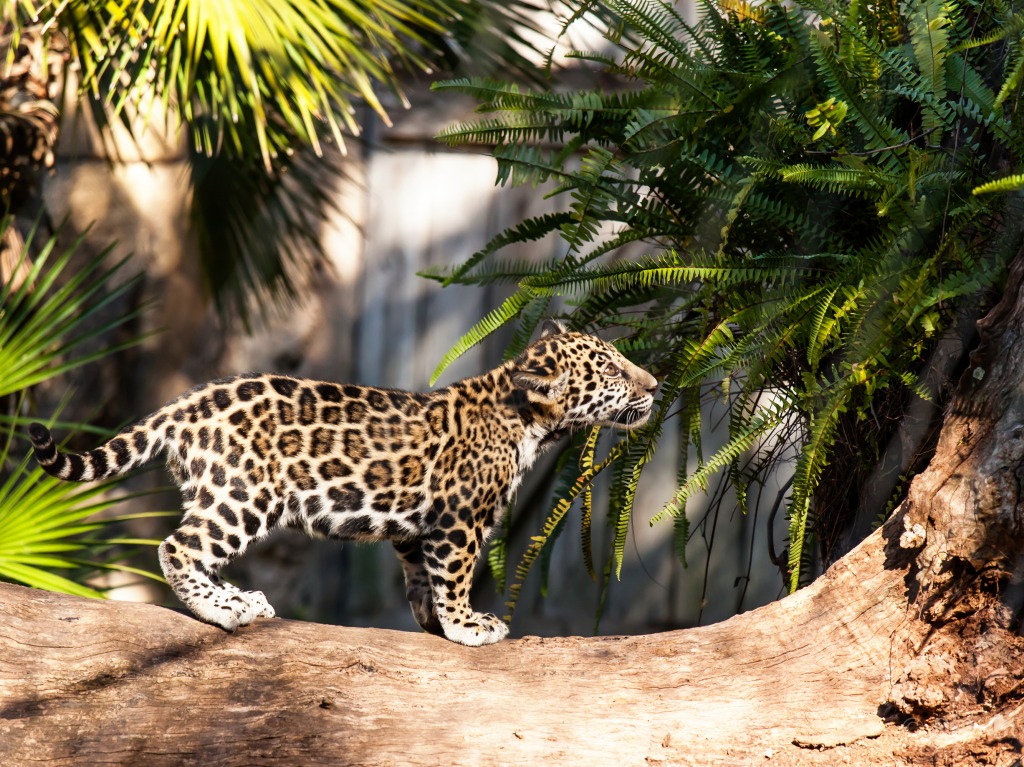 Young Jaguar jigsaw puzzle in Animals puzzles on TheJigsawPuzzles.com