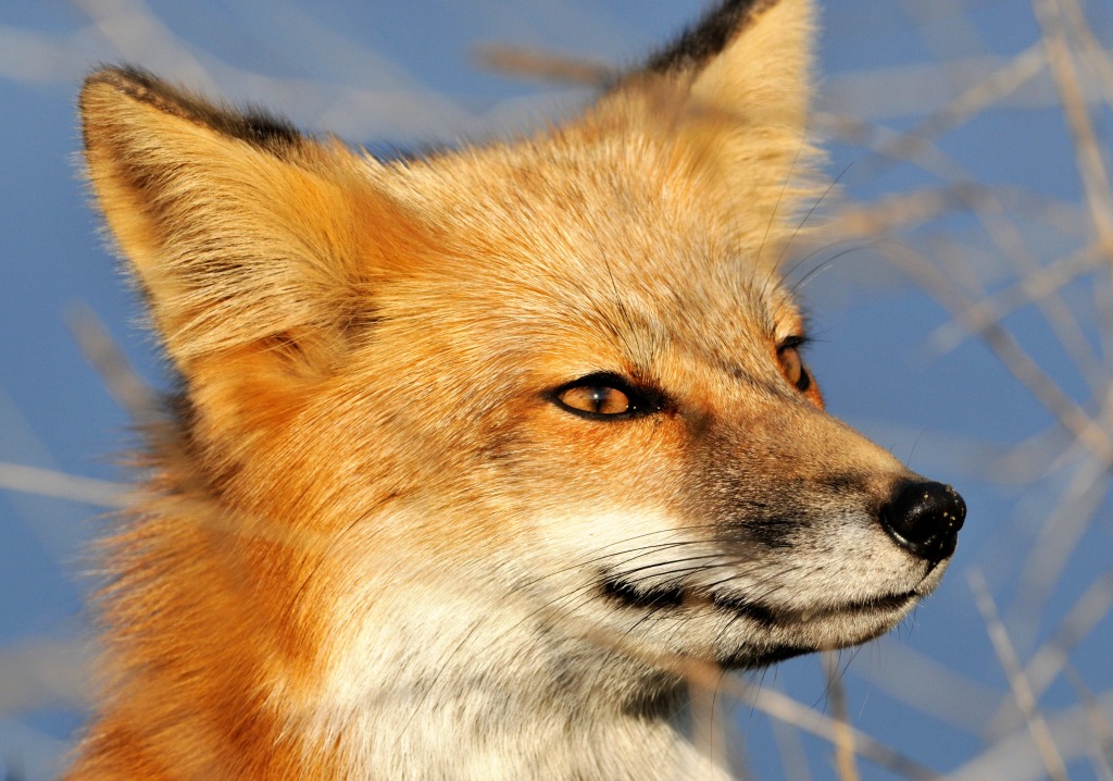 Red Fox jigsaw puzzle in Animals puzzles on TheJigsawPuzzles.com