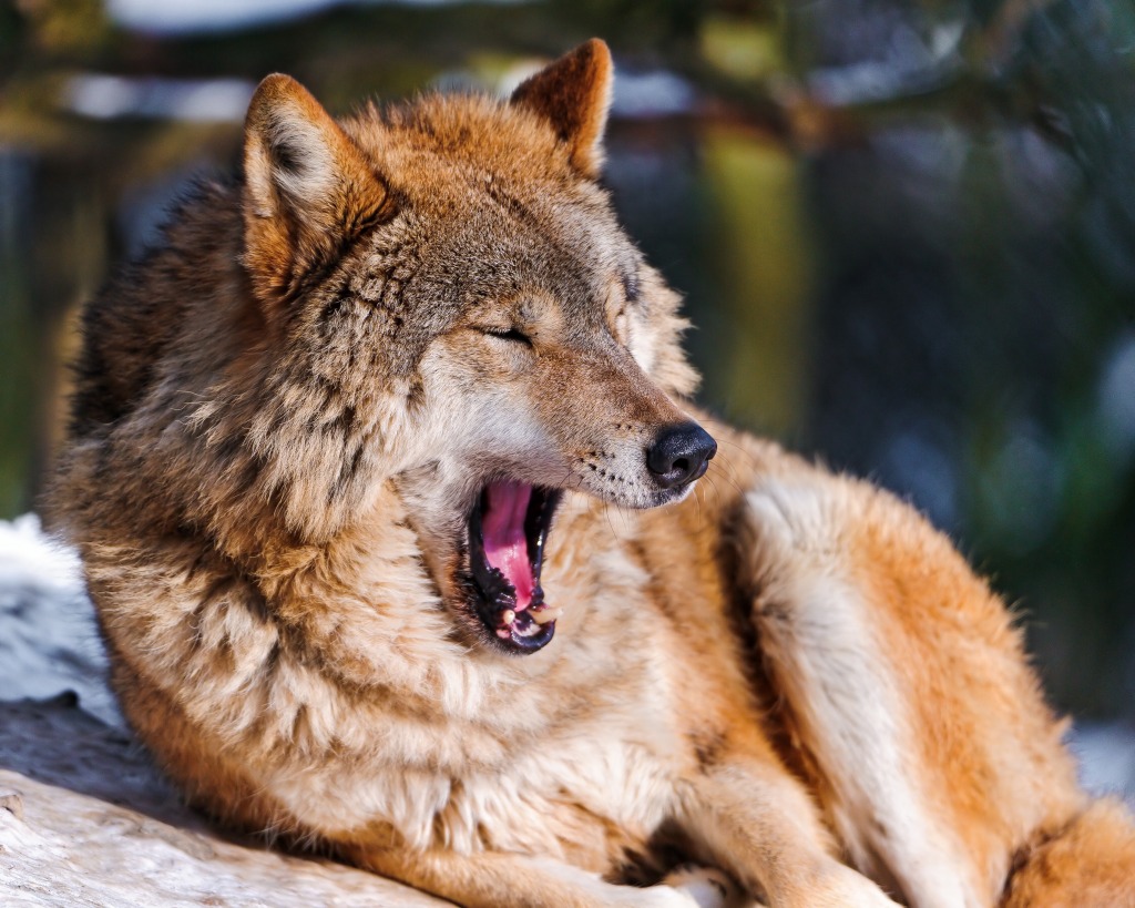 Wolf Yawning on the Sun jigsaw puzzle in Puzzle of the Day puzzles on TheJigsawPuzzles.com