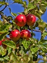 Apple-tree