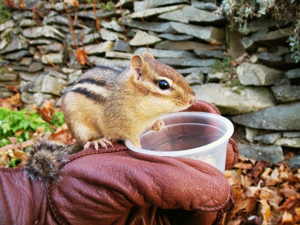 Eastern Chipmunk jigsaw puzzle in Macro puzzles on TheJigsawPuzzles.com