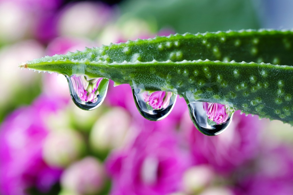 Water Drops jigsaw puzzle in Macro puzzles on TheJigsawPuzzles.com