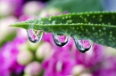 Water Drops