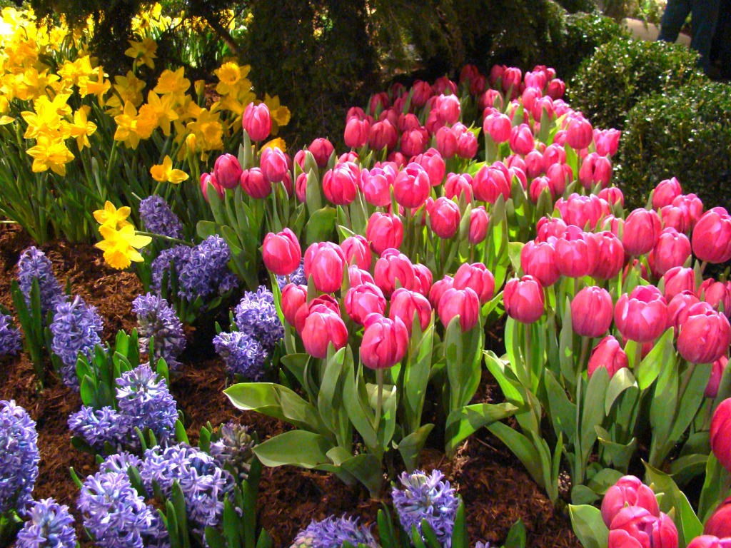 Spring Flowers jigsaw puzzle in Flowers puzzles on TheJigsawPuzzles.com