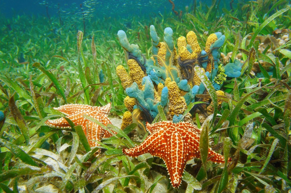 Underwater Life with Sponges and Starfish jigsaw puzzle in Under the Sea puzzles on TheJigsawPuzzles.com