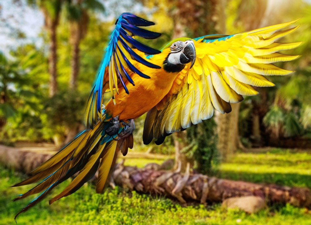 Macaw Parrot jigsaw puzzle in Animals puzzles on TheJigsawPuzzles.com