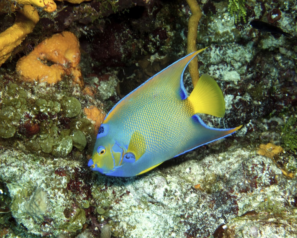 Columbia Deep - Queen Angelfish jigsaw puzzle in Under the Sea puzzles on TheJigsawPuzzles.com